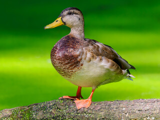 mallard duck on green blurred background