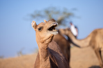 Pushkar fair, Decorated camel at the sand dunes desert ground of pushkar during camel festival.	