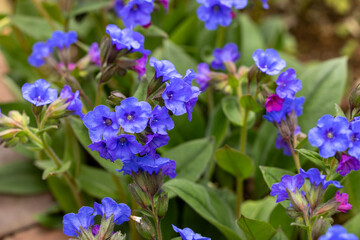 Cobalt blue pulmonaria flowers blooming in the spring garden.