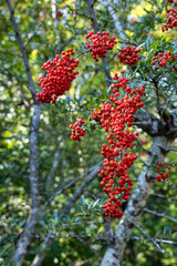 Red seeds of pyracantha coccinea in autumn.