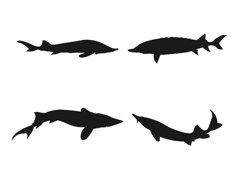 Atlantic sturgeon fish silhouette vector set. Silhouettes of Sturgeon Fish in Various Poses. Fish silhouette vector art white background.