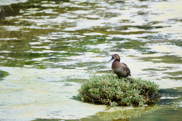 Common pochard duck standing on green algae in santona marshes, spain