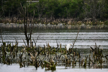 Great egret perching on dead branches in santona marshes, spain