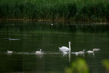 Family of swans swimming in the santona marshes, cantabria