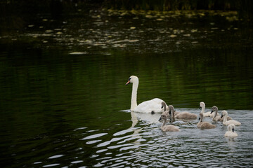 Mute swan and cygnets swimming in santona marshes