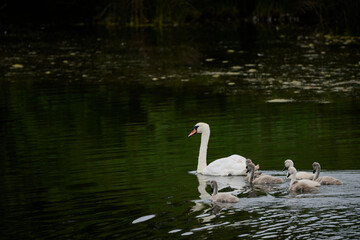 Mute swan and cygnets swimming in santona marshes, spain