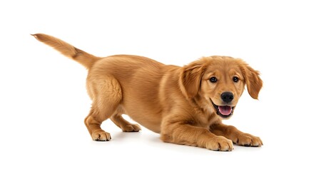 An adorable Golden Retriever puppy, captured in a classic playful bow, looks directly at the camera with a happy, open-mouthed expression and enthusiastically wagging tail.