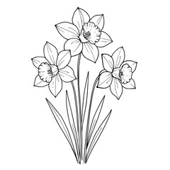 Outline daffodils illustration