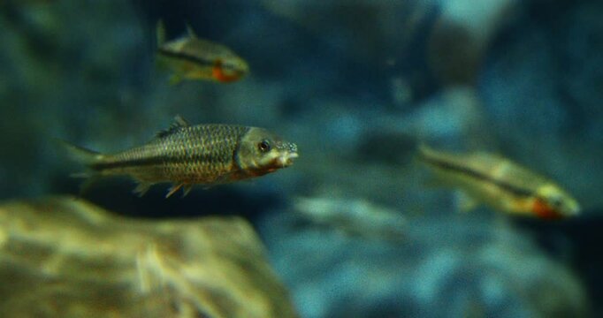 Shanghai, China. Barbus Close-up Side View. Prochilodontidae Or Flannel-mouthed Characins, Are Small Family Of Freshwater Fishes. Silver Prochilodus Swim In Shanghai Ocean Aquarium. Barbus Fish Float
