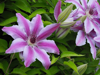 Blüten einer Waldrebe (Clematis)