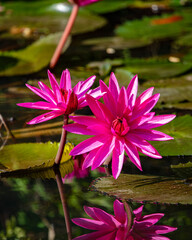 Pink lotus flowers