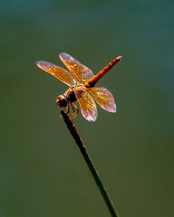 dragonfly on a branch