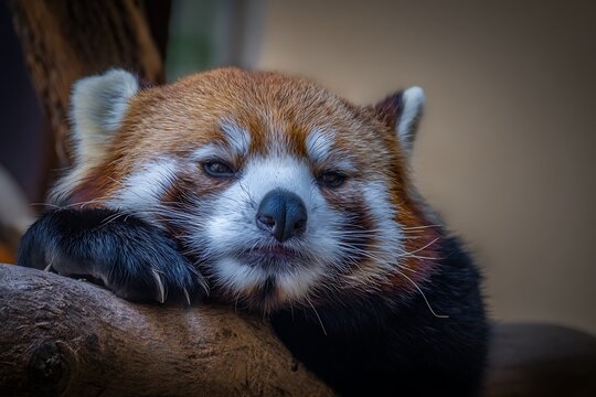Red panda resting head on paws