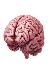 Pinkish-red human brain, detailed surface