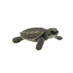 Obraz premium Baby Sea Turtle: Hatchling Reptile Closeup