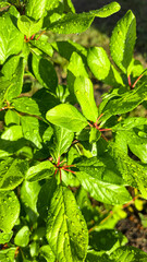 Branches of young plum with green leaves. Summer garden plot fruit trees.