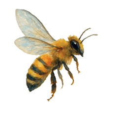 Vector freehand watercolor illustration of a flying Bee, isolated on a white background. Hand drawn watercolour Beekeeper.  honeybee for card design, packaging, fabric, packaging