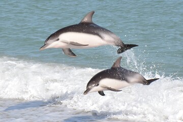 Fototapeta premium Dolphins leaping joyfully from ocean waves