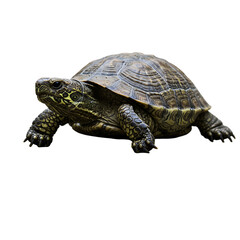 Obraz premium Turtle: Reptile, Shell, Wildlife Photography