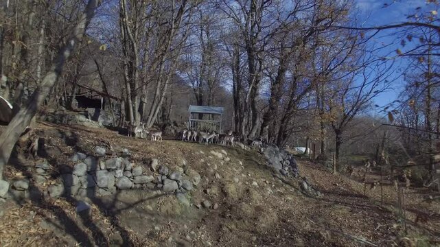 Paesaggio di montagna con cervi
