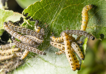 Caterpillars Feeding on Leaf with Silk Webbing