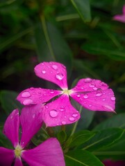 pink flower with water drops