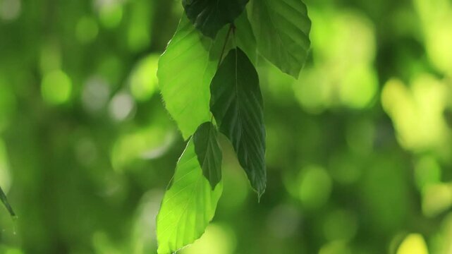 Close-up of the leaves of the hanging copper beech, green fresh leaves of Fagus sylvatica blowing gently in the wind, beautiful green bokeh, green blurred leaves, bright light ball in the background
