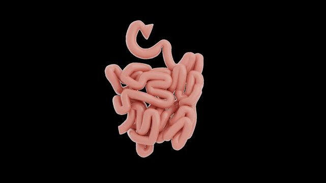 Small Intestine 3D Icon Animation