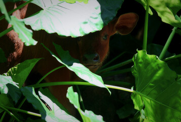 A calf takes shelter behind a clump of yam leaves