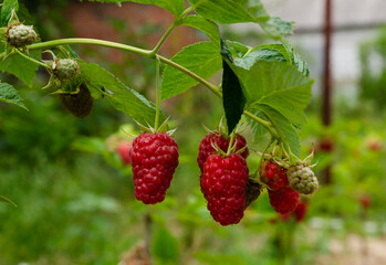 Close-up of ripe red cherries growing on a tree branch surrounded by vibrant green leaves. perfect for themes of agriculture, gardening, organic food, and nature.