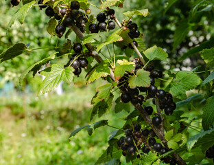 Close-up of ripe raspberry growing on a tree branch surrounded by vibrant green leaves. perfect for themes of agriculture, gardening, organic food, and nature.