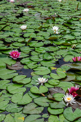 Beautiful white and pink water lilies blooming among green lily pads on the calm surface of a pond perfect for themes of tranquility, aquatic plants, and summer nature.