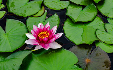 Beautiful white and pink water lilies blooming among green lily pads on the calm surface of a pond perfect for themes of tranquility, aquatic plants, and summer nature.