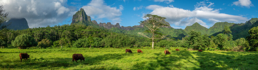 Bucolic faming fields in the Opunohu Valley, surrounding by stunning mountains on the island of Moʻorea (Moorea), French Polynesia.