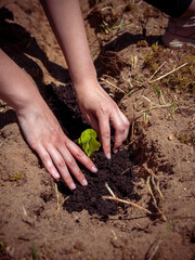  Close-up of hands planting a small lettuce seedling in the garden, gently pressing moist soil around it on a sunny day