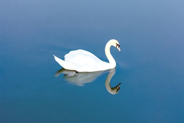 Mute swan floating in blue water