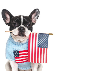 Cute puppy holding American Flag. Closeup, indoors. Studio shot. Congratulations for family, loved ones, relatives, friends and colleagues. Beauty and fashion concept. Pets care