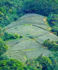 Pineapple plantations on the shores of Cook's Bay, Moʻorea (Moorea), French Polynesia.