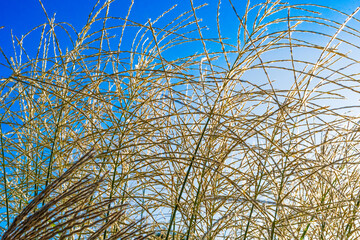 Obraz premium Beautiful ornamental grass against blue sky. Close-up