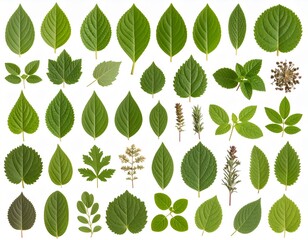 Herbal Leaves Collection A Diverse Range of Medicinal Plants