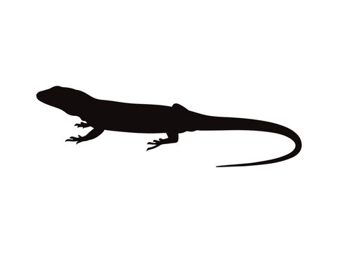 Sand lizard silhouette vector flat illustration design.