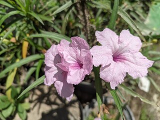 Pink Ruellia tuberosa flowers in the garden