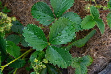 Strawberry seedlings in the garden. Selective focus.