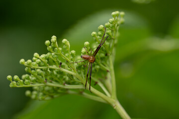 Makroaufnahme einer Spinne auf grünen Pflanzenknospen