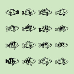 Firemouth Cichlid, aquarium fish line art illustration