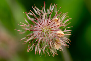 Makroaufnahme einer filigranen Samenkapsel auf grünem Hintergrund