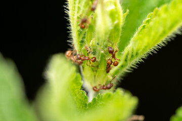 Rote Ameisen auf gr&uuml;ner Pflanze in Makroaufnahme