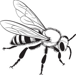 Artistic Black Bee Drawing Featuring Smooth Vector Line Art Modern Bee Vector Icon in Classic Black Line Style