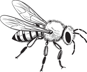 Detailed Bee Vector Illustration in Artistic Black Line Art Graceful Bee Icon Featuring Clean Black Vector Linework