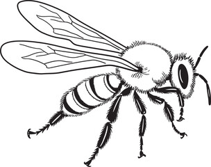 Beautiful Bee Vector Icon with Artistic Black Line Details Detailed Black Bee Logo Featuring Intricate Vector Linework